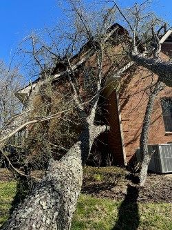 tree on house 3.3.23